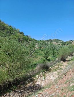 Isparta Eğridir Sorguncakta 10300m2 Bahçe Müstakiltapu 1.250.000