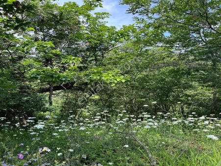 Çanakkale Biga Sazoba'da Satılık Bahçe