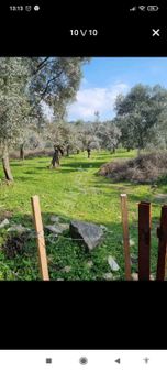 Muğla Milas Danişment'te Satılık Zeytinli Tarla Yola 2. Parsel