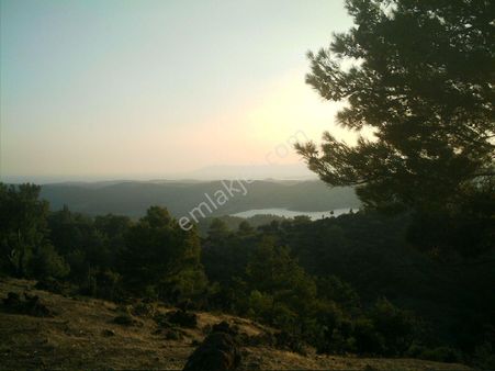 202-manzaralı Bakımlı Zeytinlik