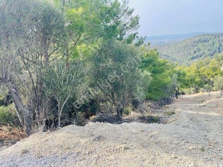 213-asfalt Yola Cepheli Zeytytinlik