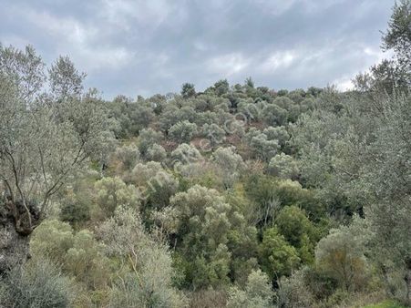 216-ulaşımı Kolay Zeytinlik