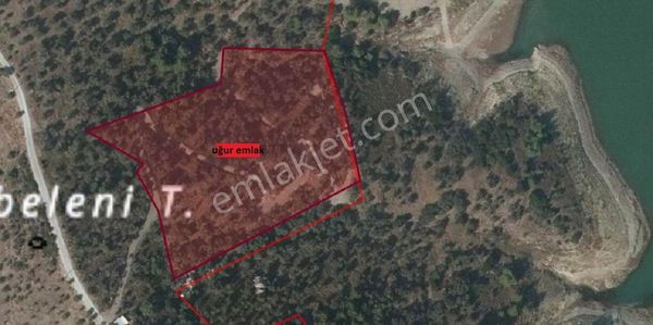 219- Baraj Manzaralı Bakımlı Zeytinlik