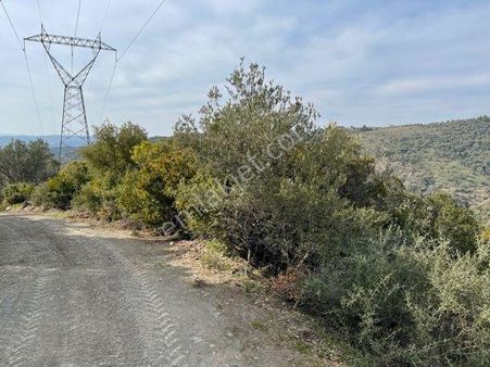 220-ulaşım Sorunu Olmayan Manzaralı Zeytinlik