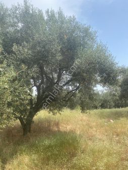 İnan Emlak Gayrimenklulden Derbentte Satılık Zeytinlik