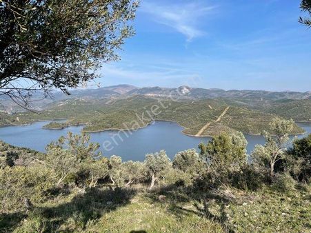 235-deniz Manzaralı Baraj Cepheli Bakımlı Verimli Zeytinlik