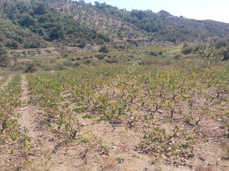 405-baraj Kenarında Şaraplık Üzüm Bağı