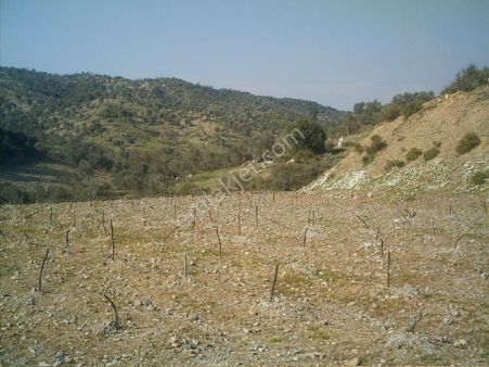 407-resmi Yola Cepheli Zeytinlik Vasfında Arazi