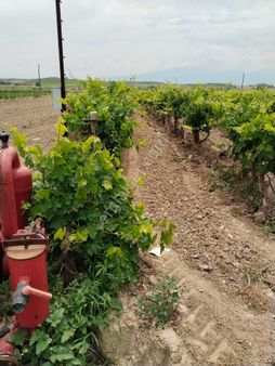 Salihli Bezirganli Mah Satılık Müstakil Tapulu Bağ
