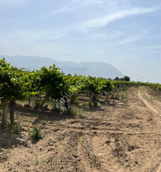 Satılık 7700m2 Elk Su Sondaj Üzüm Bağı Mantıklı Araba Takas Olur Arayın Yardımcı Olayım