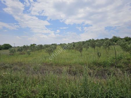 Sakarya Geyve Eşme Bokluçay Daki Kiraz Ve Zeytin Bahcemiz Satiliktir