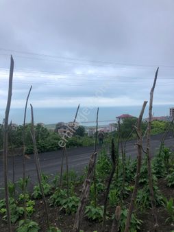 Trabzon Beşirli Satılık Konut İmarlı Arsa Hissesi