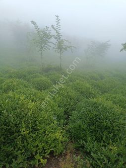 Öztürk Kardeşler Gayrimenkul Farkıyla Ortahisaresenyurt'ta 2,976m2 Çay Bahçeli Manzaralı Arsa