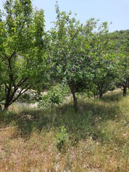 Manisa Salihli Allahdiyen M Satılık Bahçe
