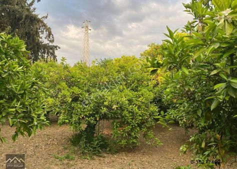 Eray Emlaktan Köyceğiz Kavakarasında 980m2 Satılık Tarla