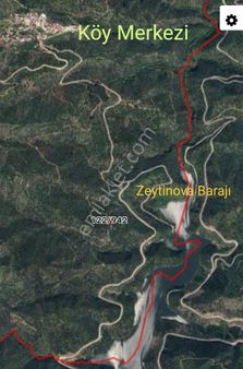 İzmir'de Acil Satılık Zeytinlik