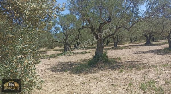 Efendi Mh. 1900 M² Satılık Zeytinlik