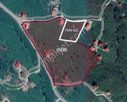 Giresun Bulancak Şemsettin Mahallesinde 7345 M2 Hisseli Tapu Fındık Bahçesi