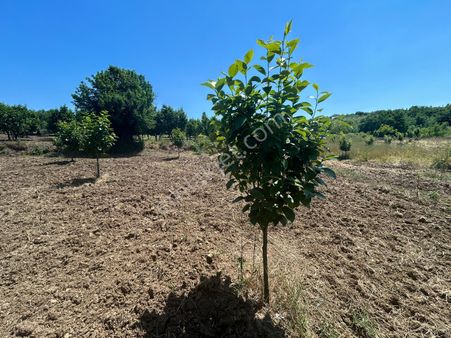 Kocaeli Karamürsel Akçat Mahallesi %5 İmarlı 4479 M2 Meyve Bahçesi