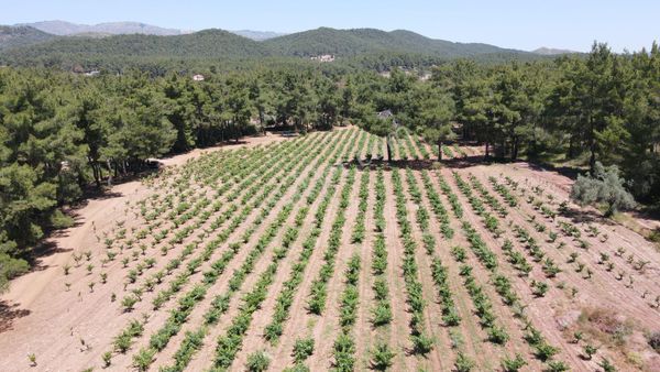 İzmir Yeniköy'de Satılık 245 M2 4 Tarafı Orman Organik Bahçeler