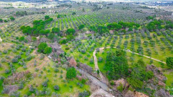 Edremit Körfezinin Kalbi Yaylaönünde 183.000m2 Satılık Zeytinlik