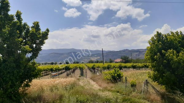 Antalya Döşemealtı Bademağacı Mah'de Yetişkin 7.700m2 Satılık Üzüm Bağı