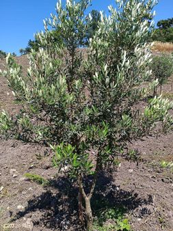 Bergama Dereköy Mah Asfalta 40 Metre Zeytinli Tarla Satılık