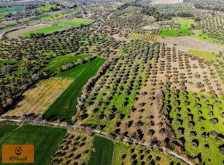 Çanakkale Dümrek Köyünde Kadastral Yola Cepheli Tarla
