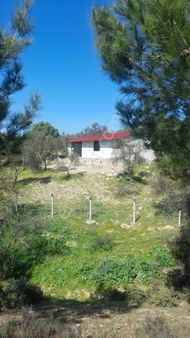 Burhaniye Şarköy'de Satılık Zeytinlik