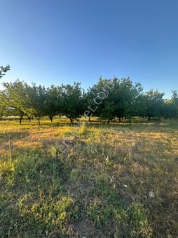 Furkan Doğan’dan Kale Kıyıcak’da Acil Satılık Kayısı Bahçesi