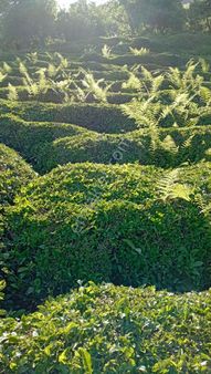 Rize Çifte Kavak Topkaya Da Bulunan Bu Güzel Arazi Satılık