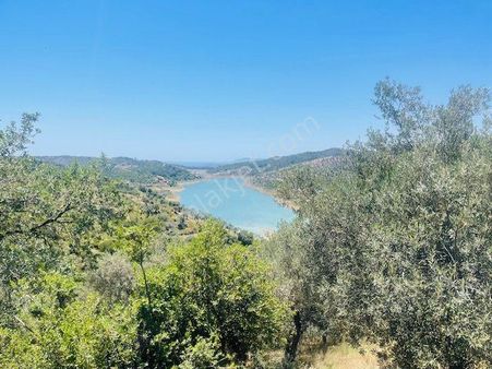 001-baraj Ve Deniz Manzaralı Zeytinlik