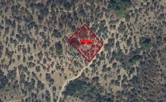 122-resmi Yola Cepheli Müstakil Zeytinlik