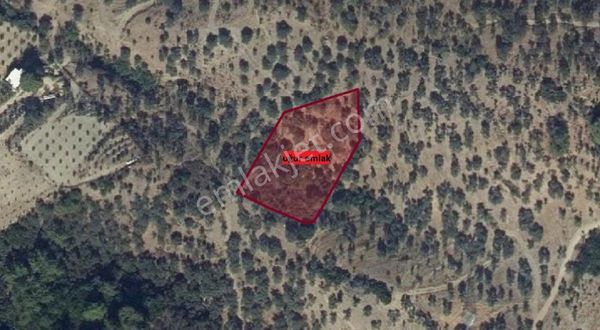 123- Seferihisar Beylerde Müstakil Parsel Zeytinlik