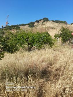 Dalbahce Yol Cepheli