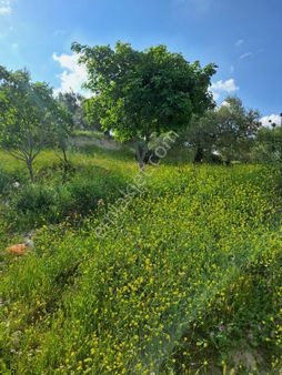 Utku İnş Gayrimenkulden Akhisar Zeytinliova Mah Villa İmarlı Arsa
