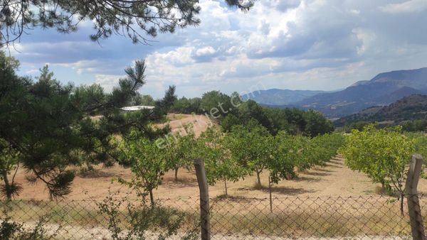 Nallıhan 6ayrı Tek Tapu Yola Cepsatılık Arsa 20000 M2 Takas Açık