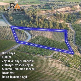 Ulaş Köyü 8000m Zeytin Ve Kayısı Bahçesi