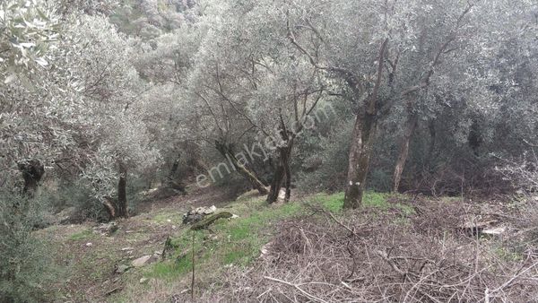 İzmir Bayındır Kızıloba'da Satılık Fırsat Zeytinlik