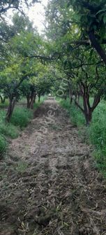 Muğla Köyceğiz Döğüşbelen Mh 3000m2 Narenciye Bahçesi