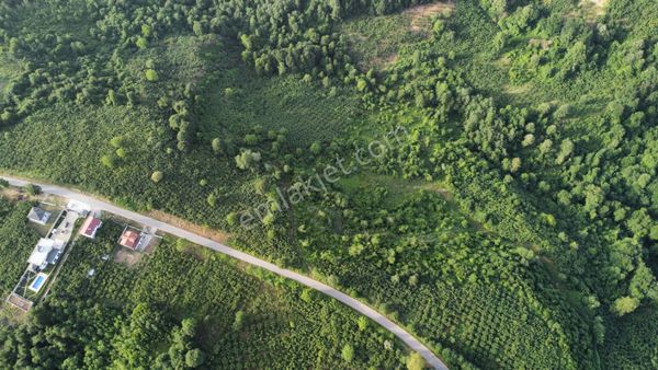 Hendek Kalayık Mahallesinde Asfalt Yola Yakın Tarla