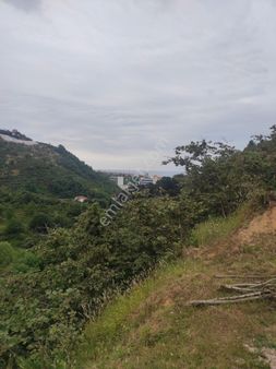 Hasan Hüseyin İnanç Gayrimenkulden Satılık 20 Dönüm Giresun Erikliman Köyünde İmarlı Bahçe