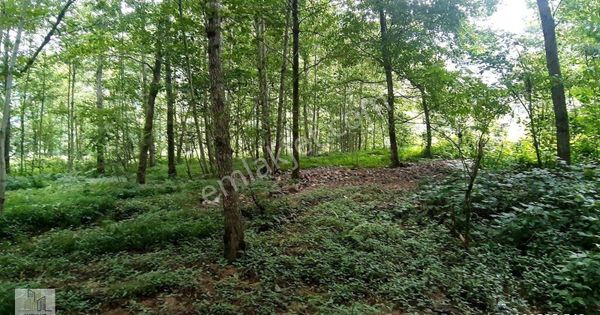 Fırtına Deresinin Yanında 3.934m² Arazi