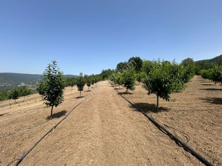 Kocaeli Karamürsel Akçat Mahallesi Satılık %5 İmarlı 5386 M2 Meyve Bahçesi
