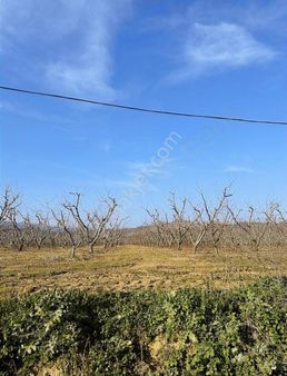 Pek Emlaktan Satılık 20 Dönüm Şeftali Bahçesi