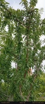 Kısmi Takasa Acikbucak Kizilsekide Ful Donanimli Ciftlik