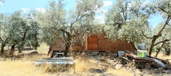 #satılık# Mudanya Dereköy Mahallesinde Satılık Zeytinlik