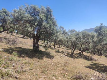 İzmir'de Yatırımlık Fırsat Zeytinlik