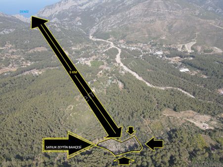 Bmk Emlaktan Antalya Kumluca Yazır Da Satılık Zeytin Bahçesi