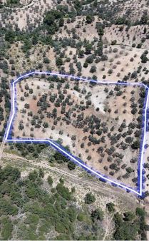 Havran Çamdibinde 11 Dönüm Satılık Zeytinlik